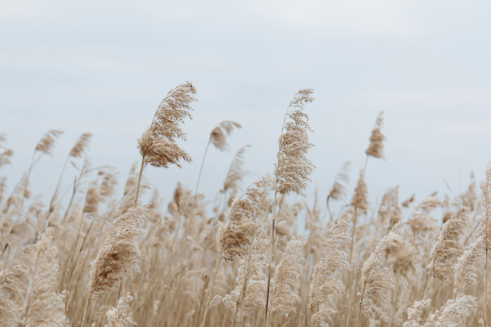 Gräser wiegen sich im Wind – Platzhalterbild